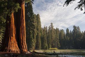 巨型红杉树木，红杉和国王峡谷国家公园“width=