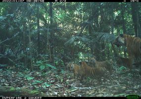 马来西亚的老虎和四只幼崽＂width=