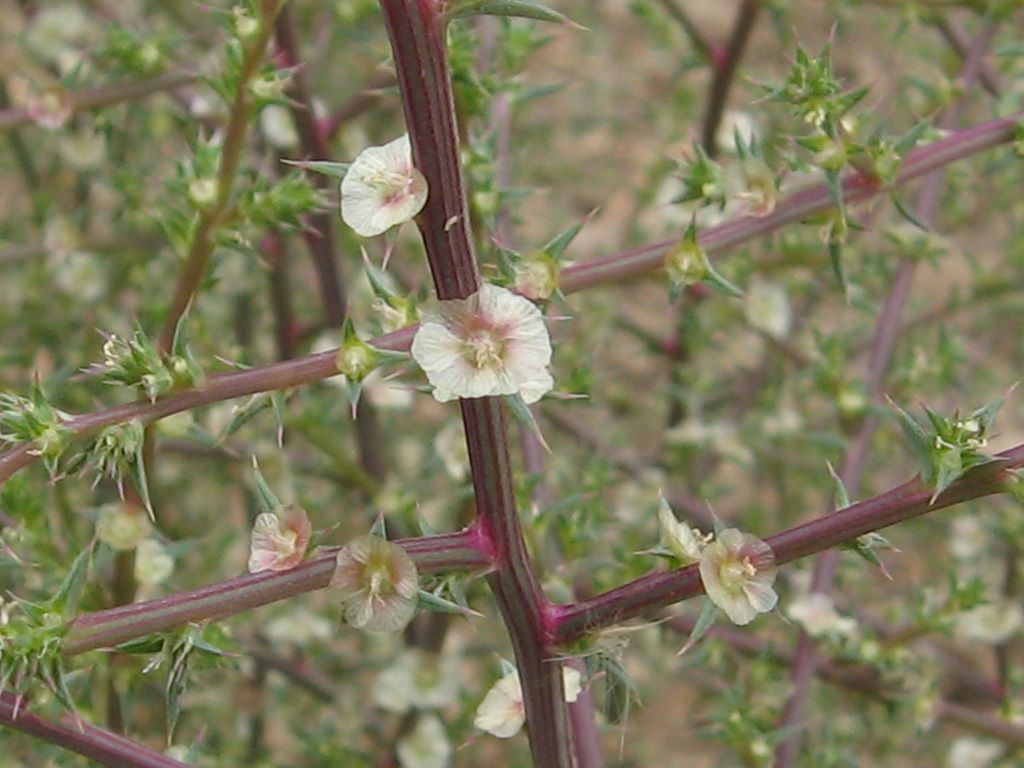 Russian thistle in bloom