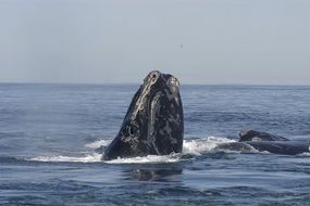 北大西洋露脊鲸＂width=