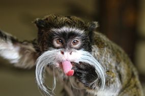 皇帝塔玛林猴子的特写舌头伸出舌头