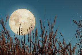 黄昏时麦田上满月的特写。