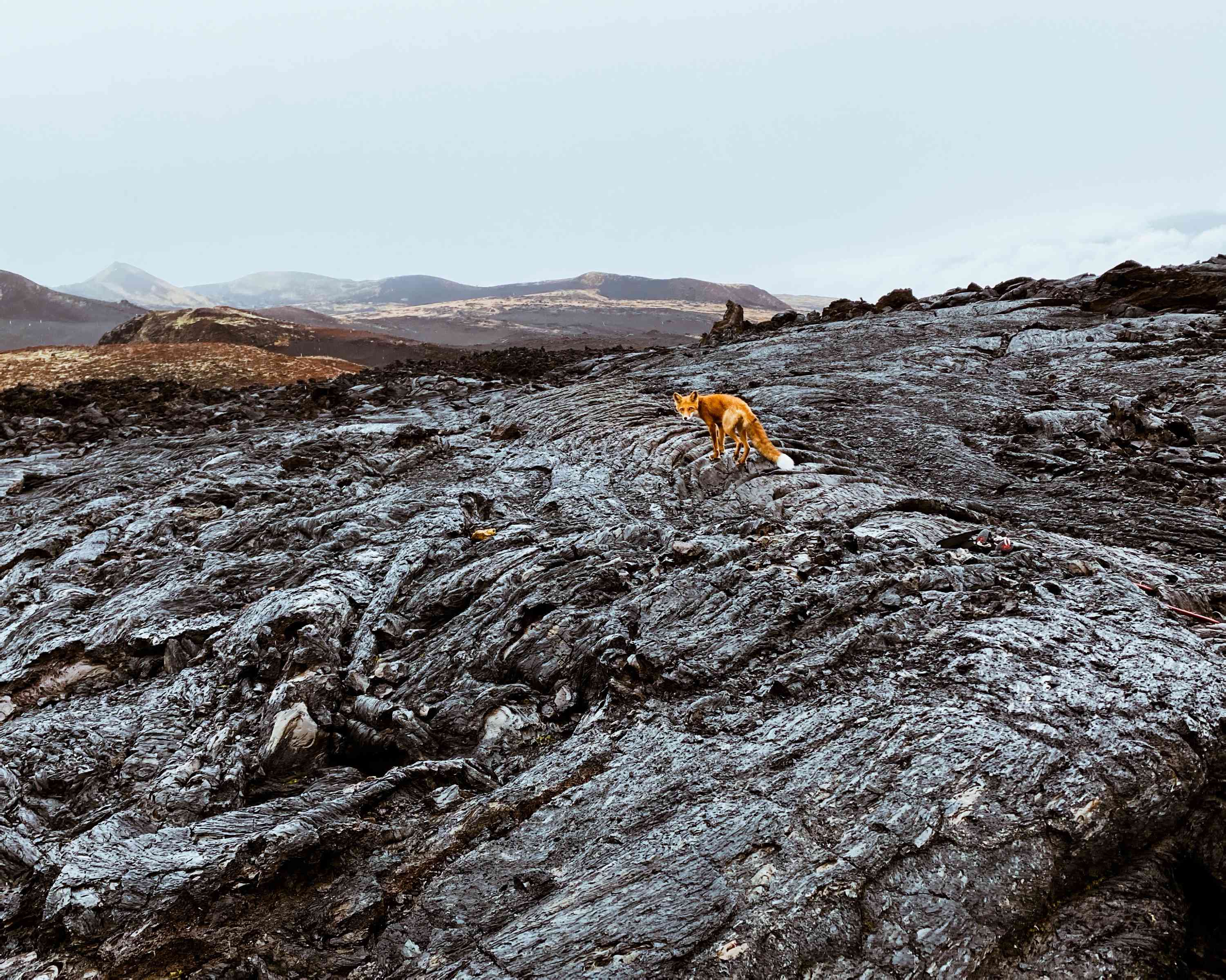 火山上的狐狸