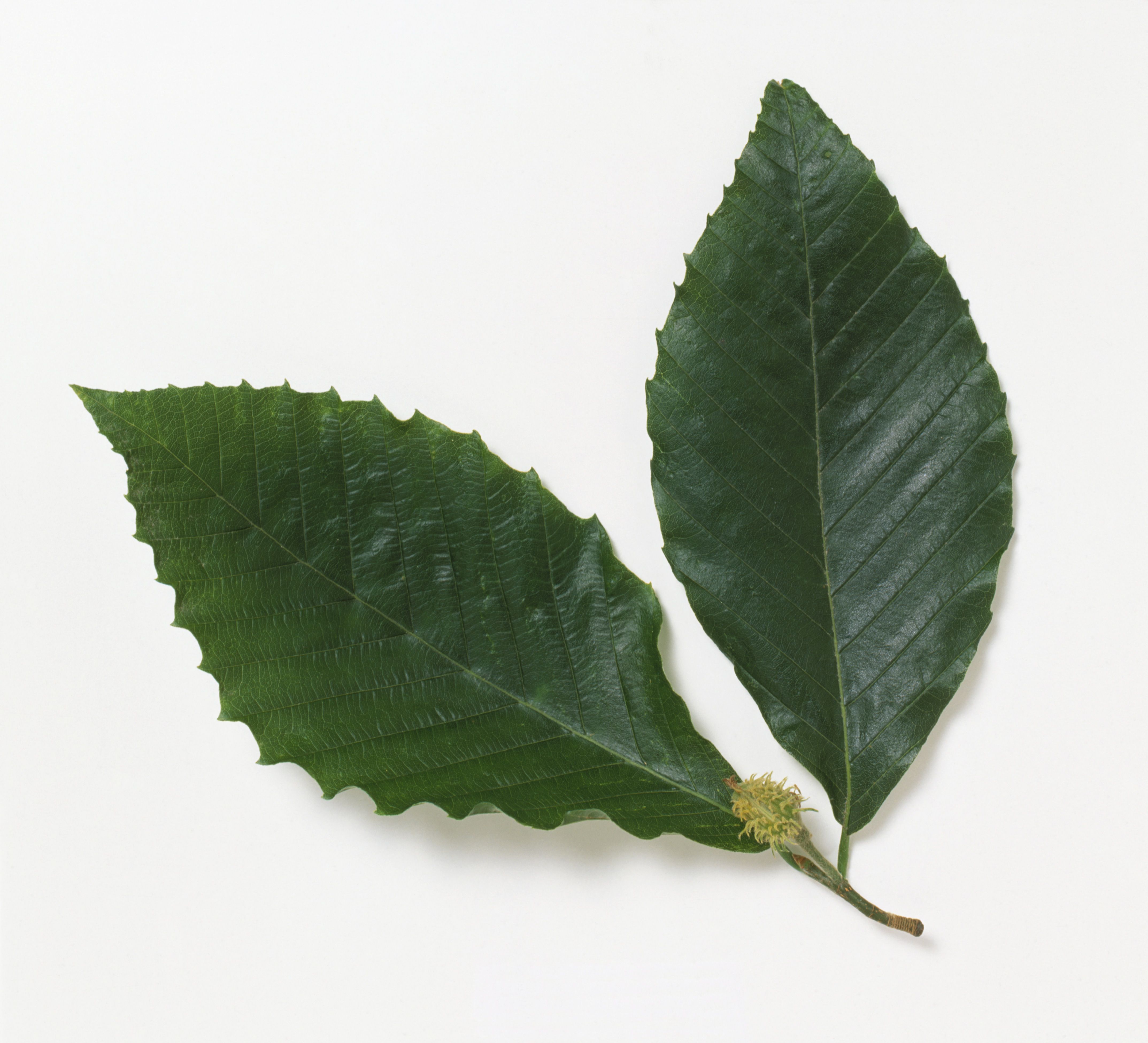 Fagus Grandifolia（American Beech）叶子的近距离叶子在白色背景下果实。