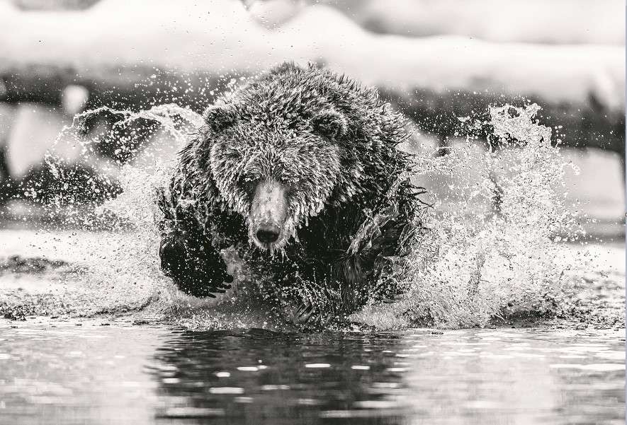 水中熊