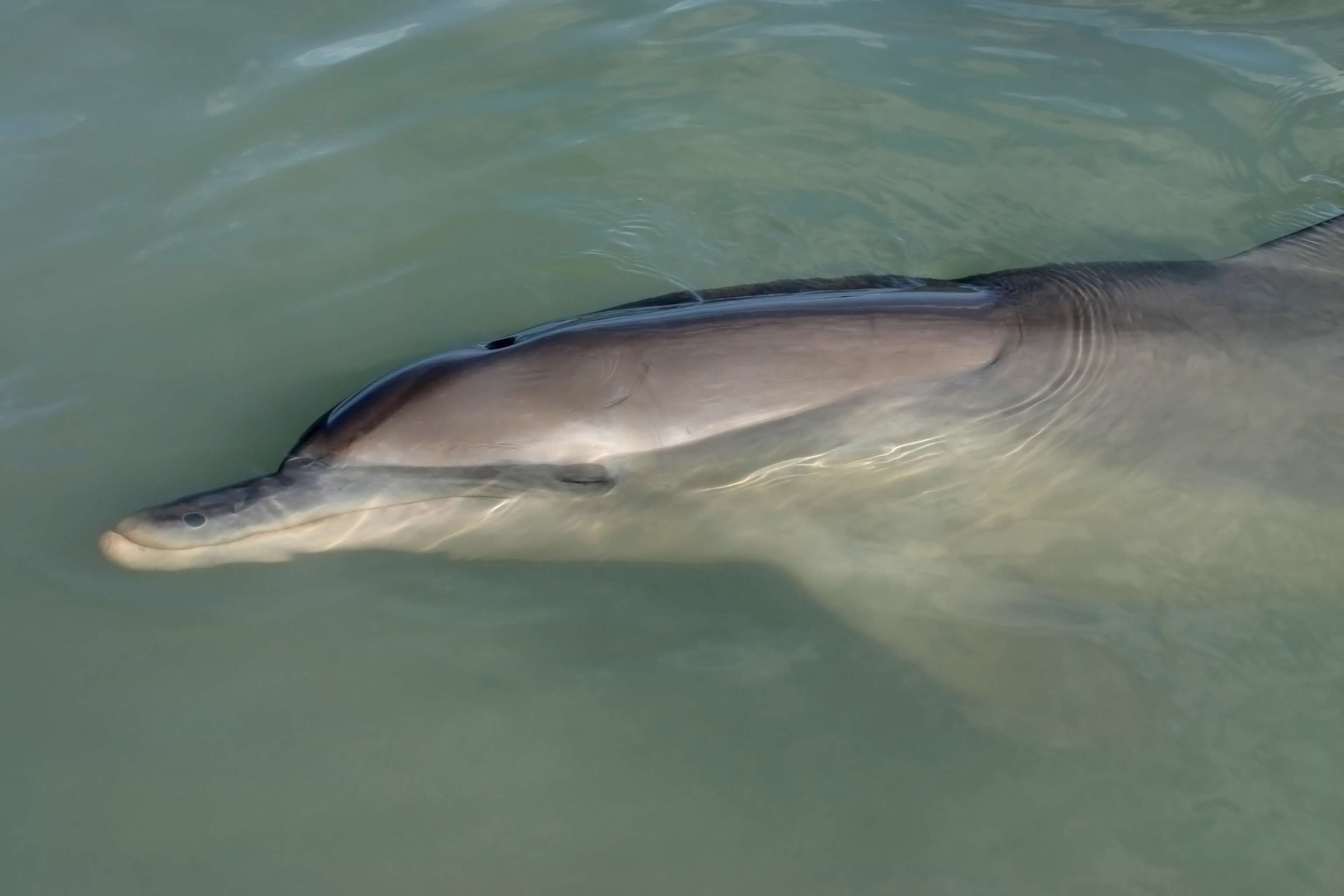 宽吻海豚在水面上睡觉，头部探出水面
