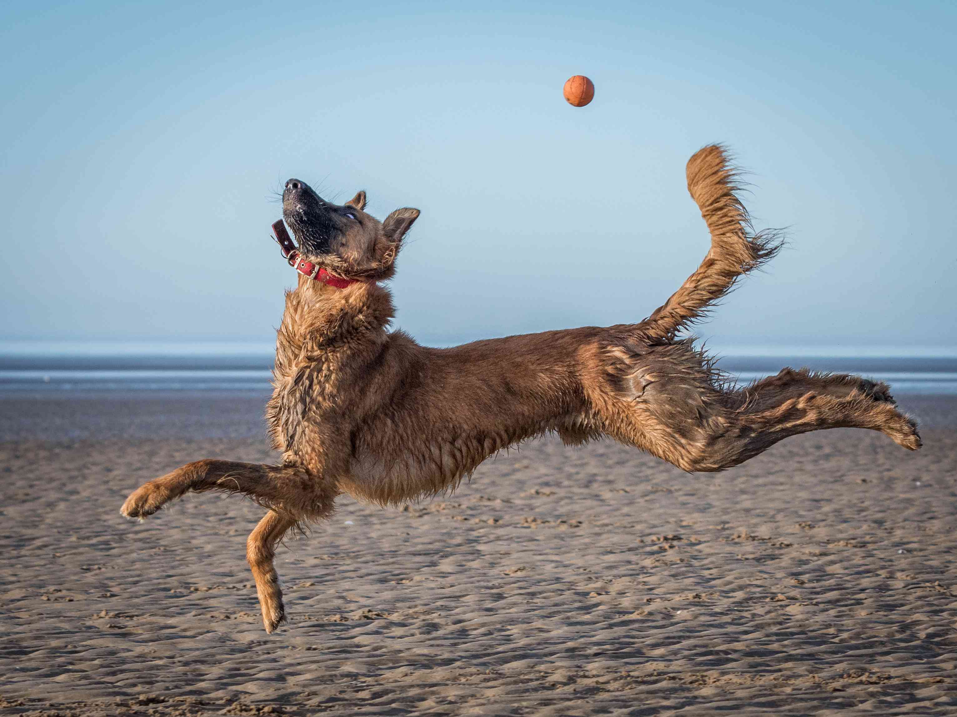 狗在海滩上跳球