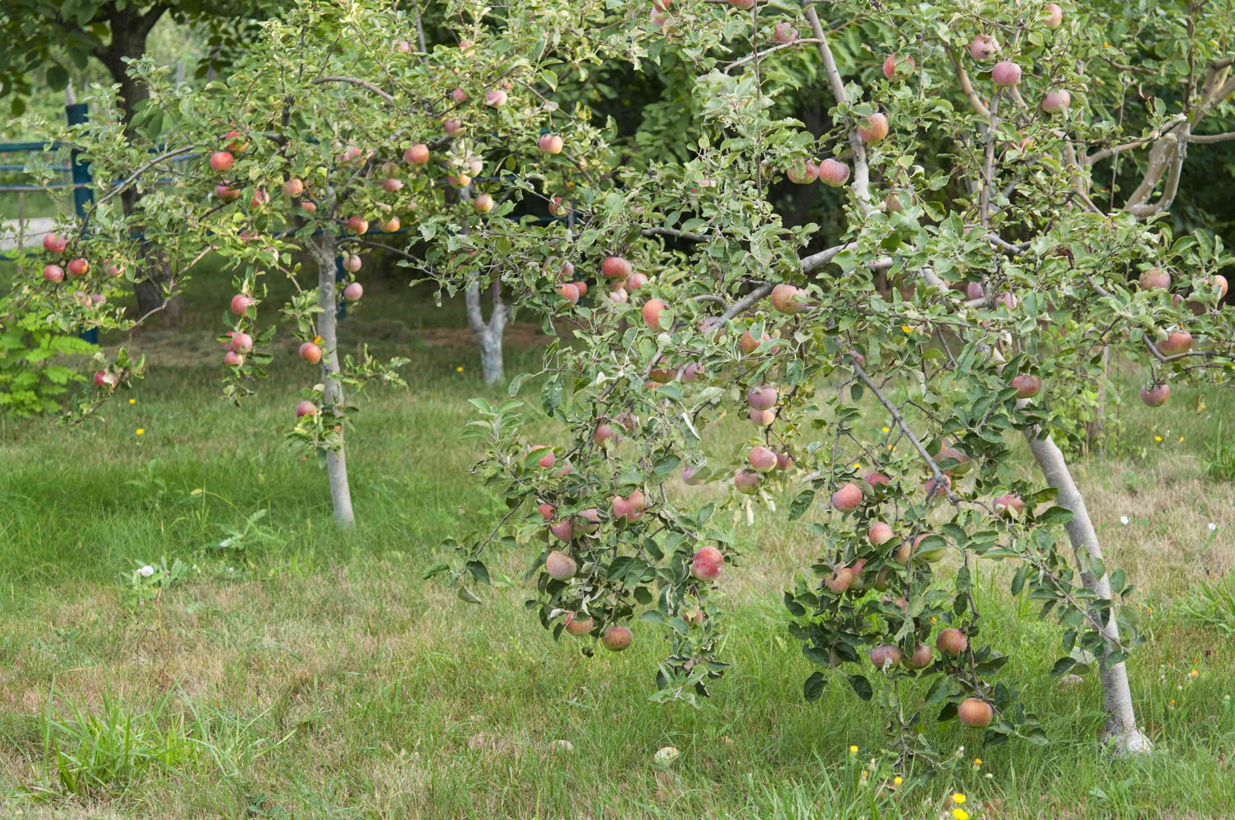 院子里矮小的苹果树结满了果实。