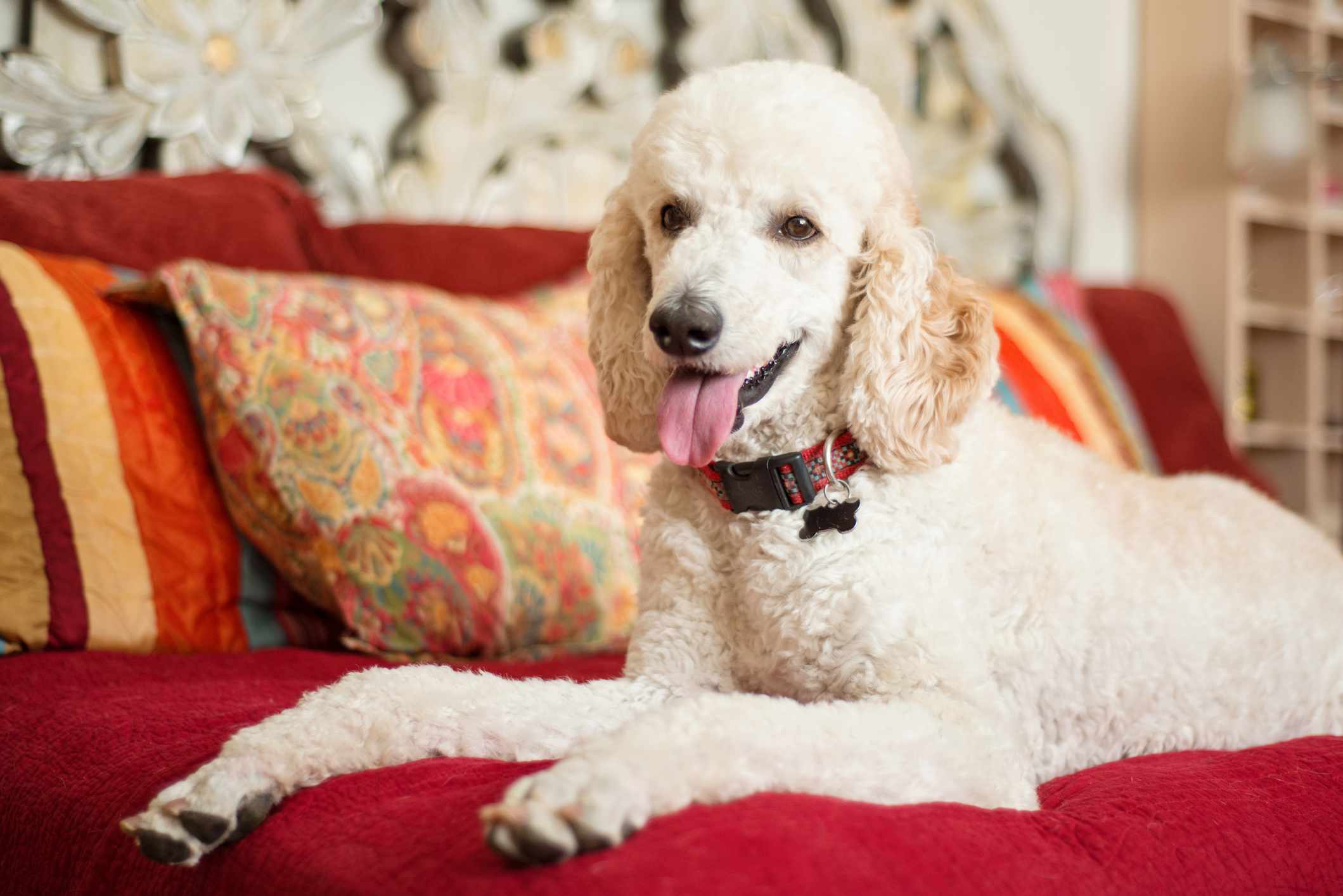 白色标准贵宾犬在床上放松，红色毯子和枕头