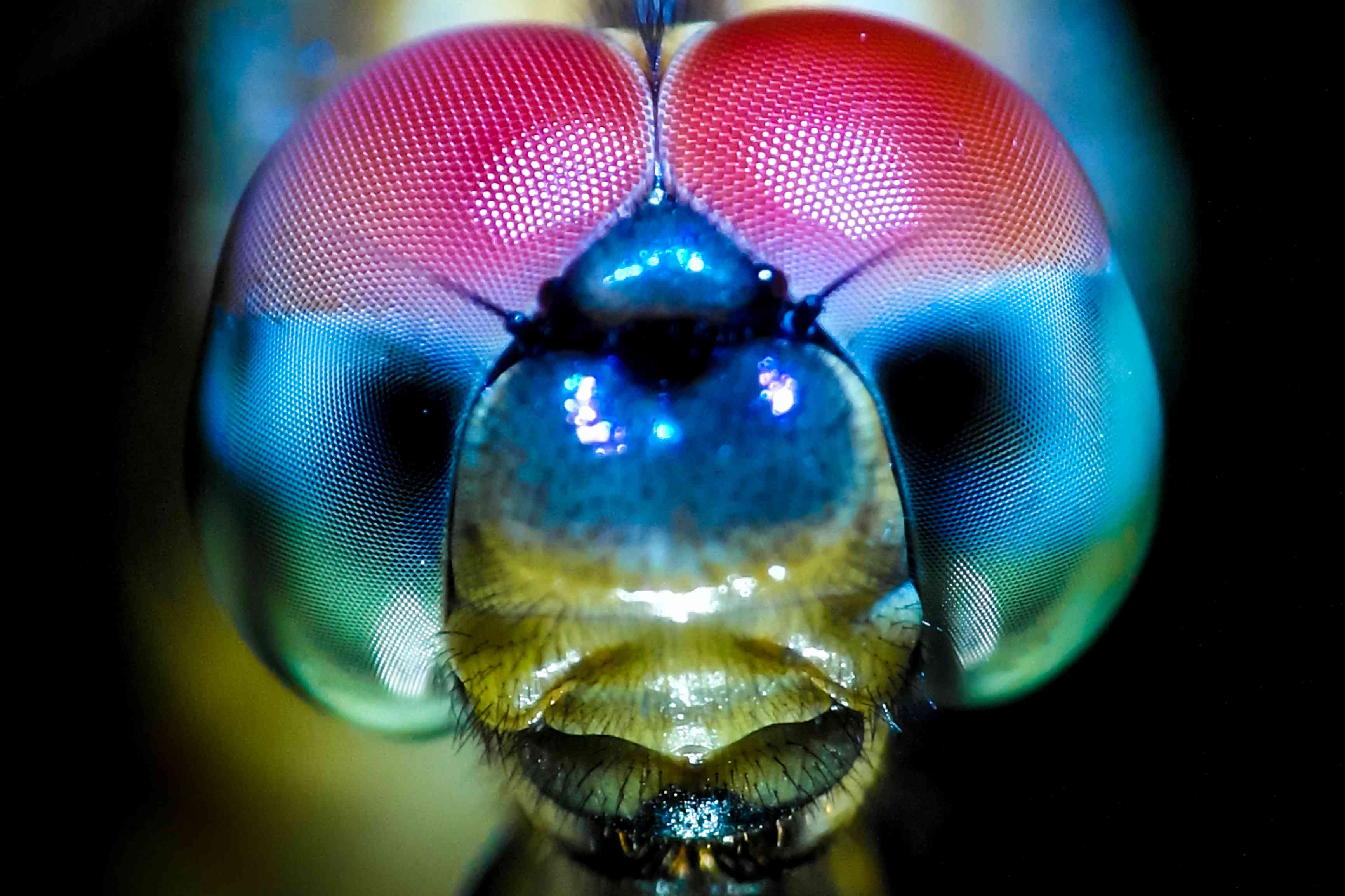 彩色蜻蜓眼睛的微距镜头＂width=