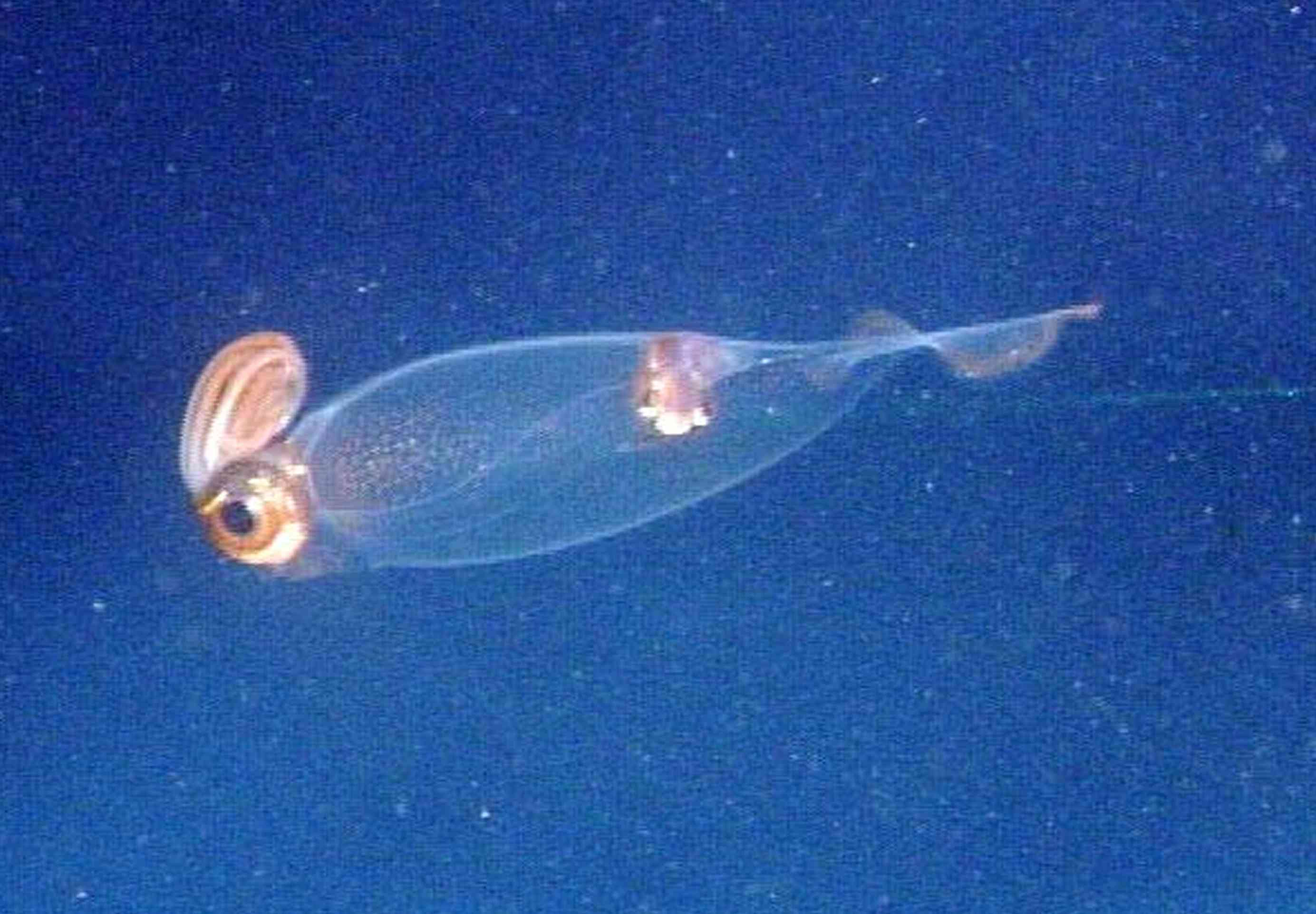 Cockatoo鱿鱼（Teuthowenia megalops）游泳