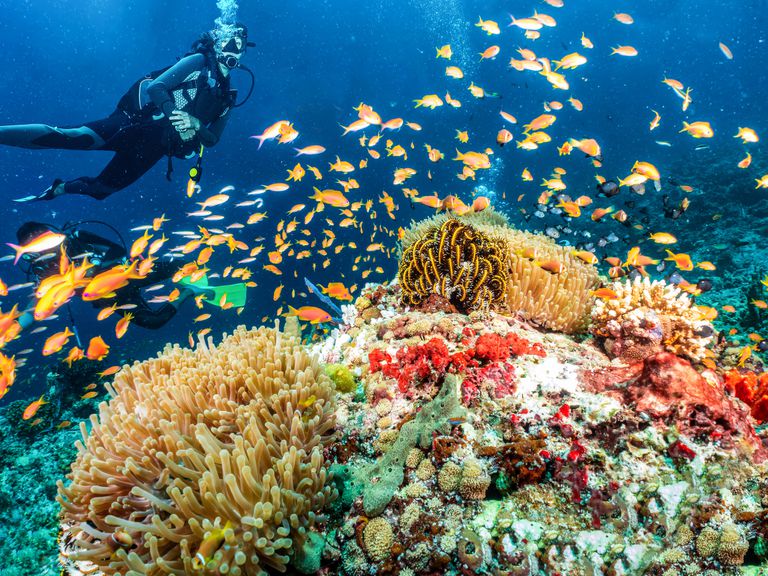 带水肺的潜水员和一群亮橙色的鱼在充满活力的珊瑚礁上，珊瑚礁里充满了硬珊瑚和软珊瑚