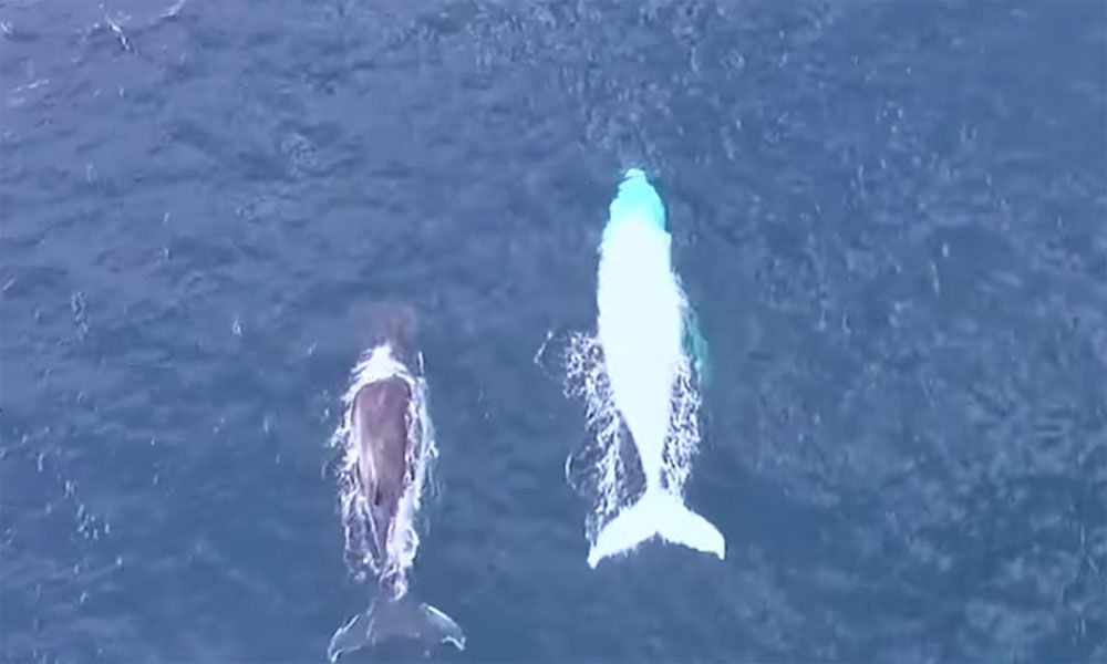 一头白鲸在开阔的海洋中游泳