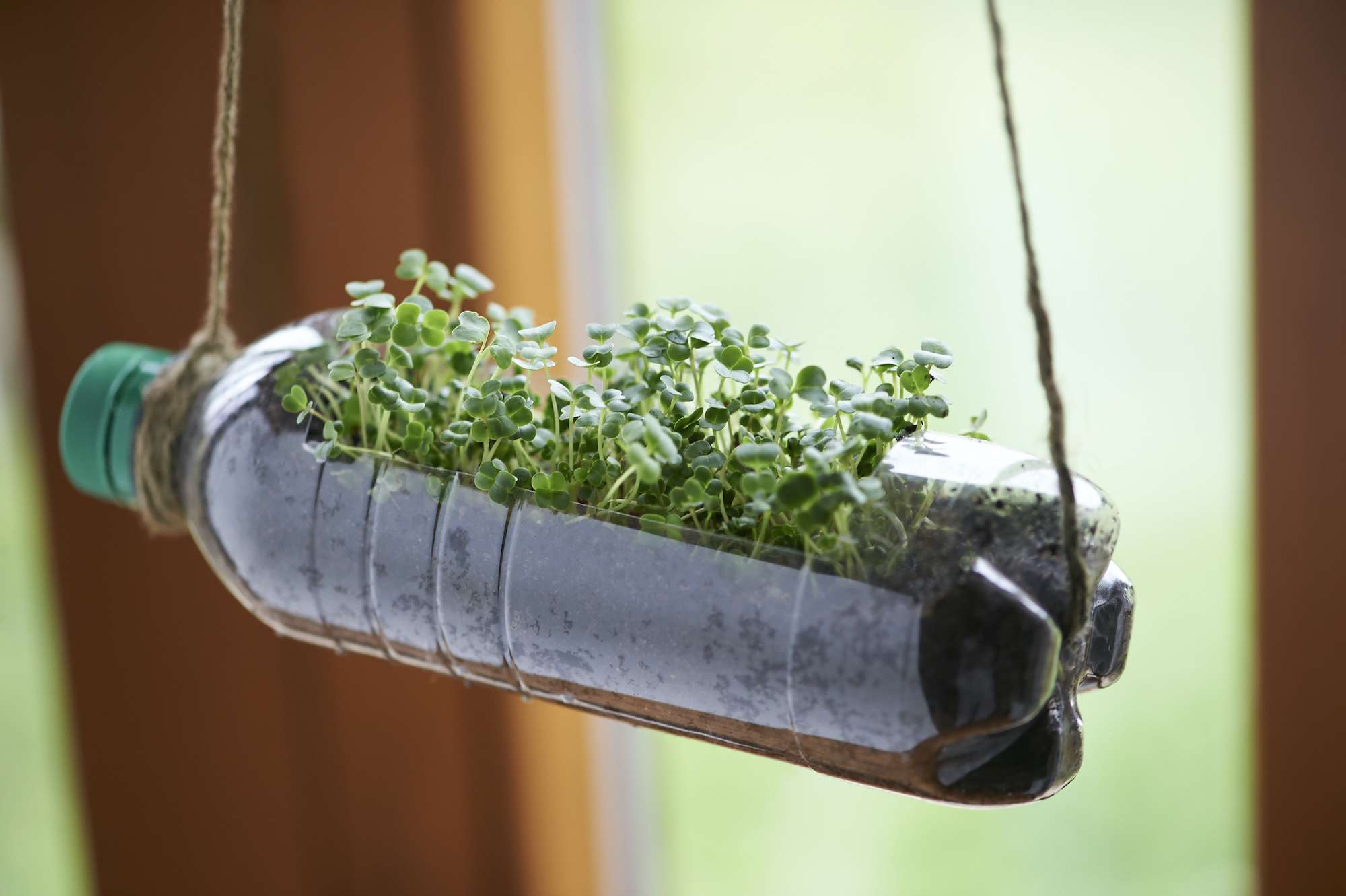 微型绿色植物生长在一个升级回收的塑料瓶里