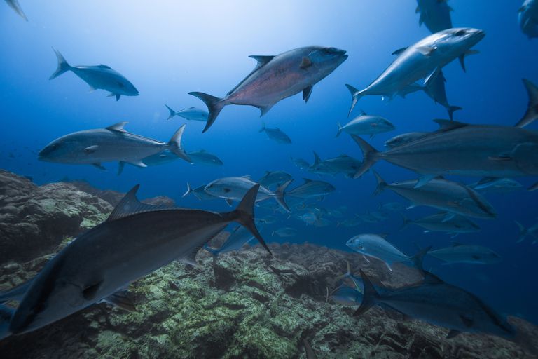 Amberjacks (serola dummerili和S. rivoliana)是塞尔瓦根斯丰富的高价值渔业物种