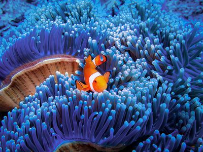 Clownish swimming in blue sea anemone