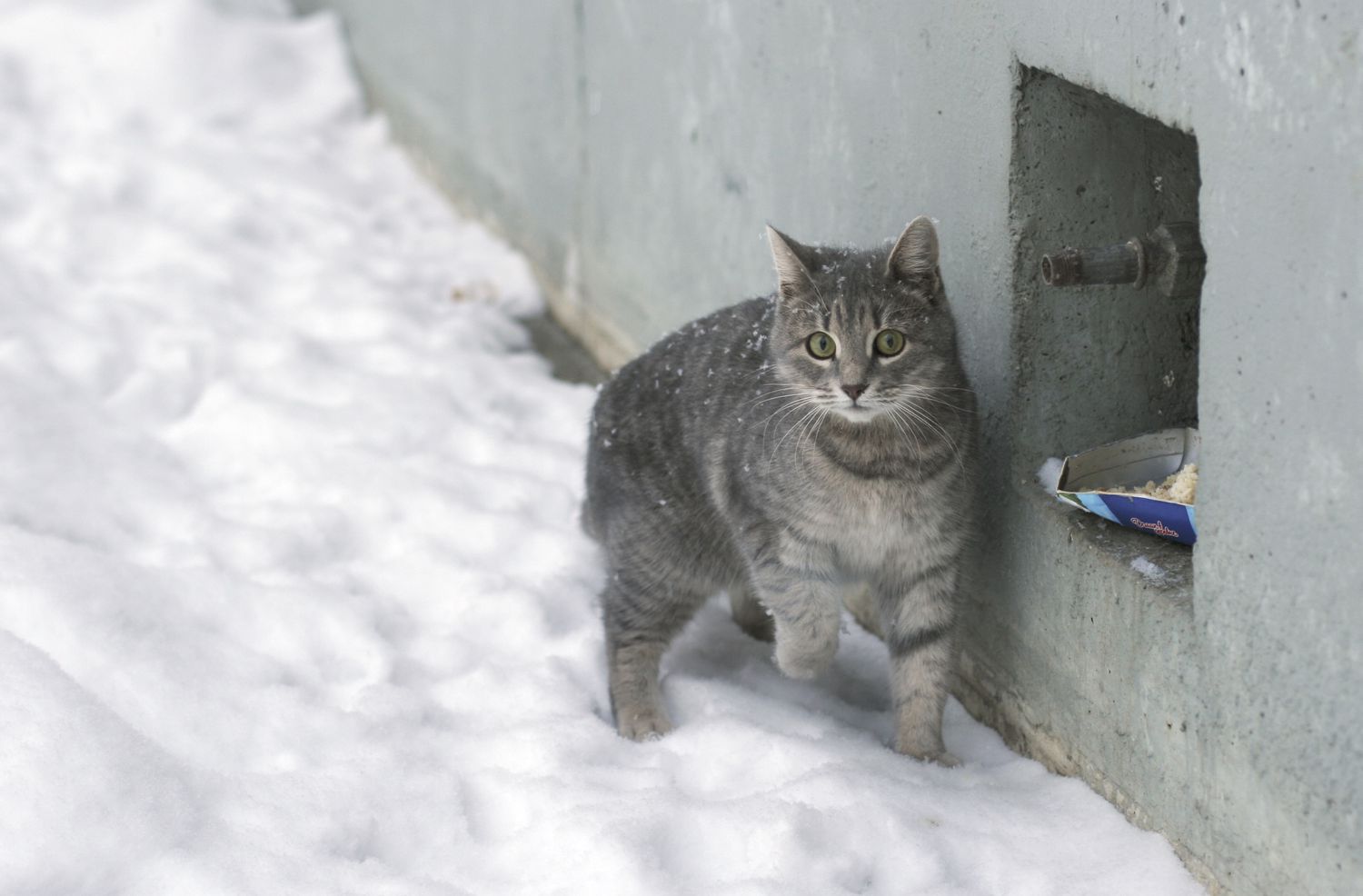 野生猫科动物在雪