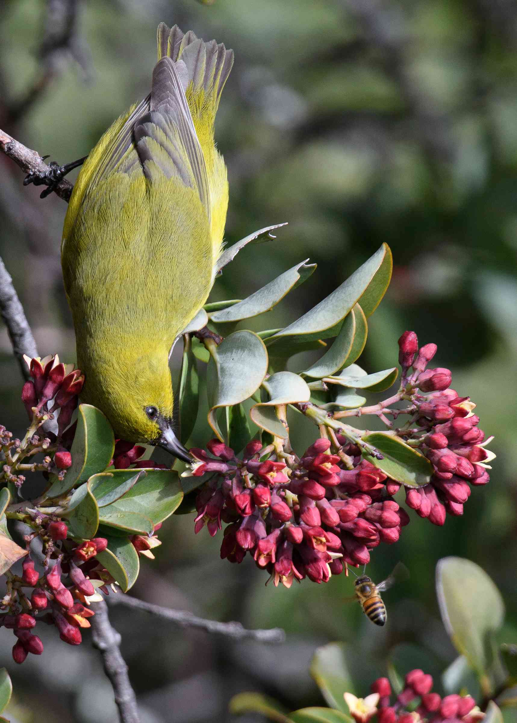 Hawaiâ ' ' iâ ' ' Amakihi and â ' ' ' iliahi bird with berry bush＂width=