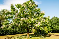 在绽放的南部的Catalpa树