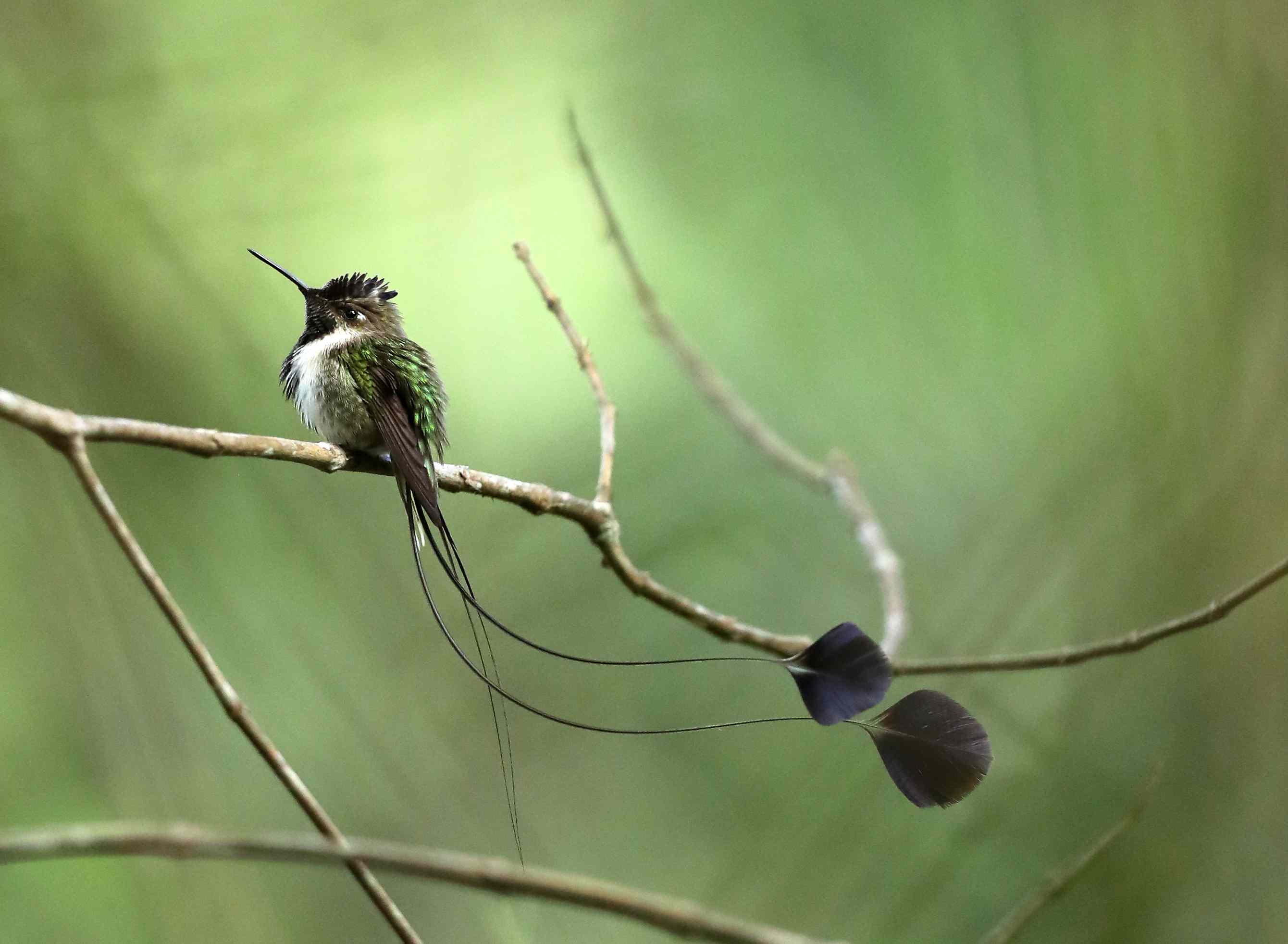 奇妙的水豆草（loddigesia mirabilis）