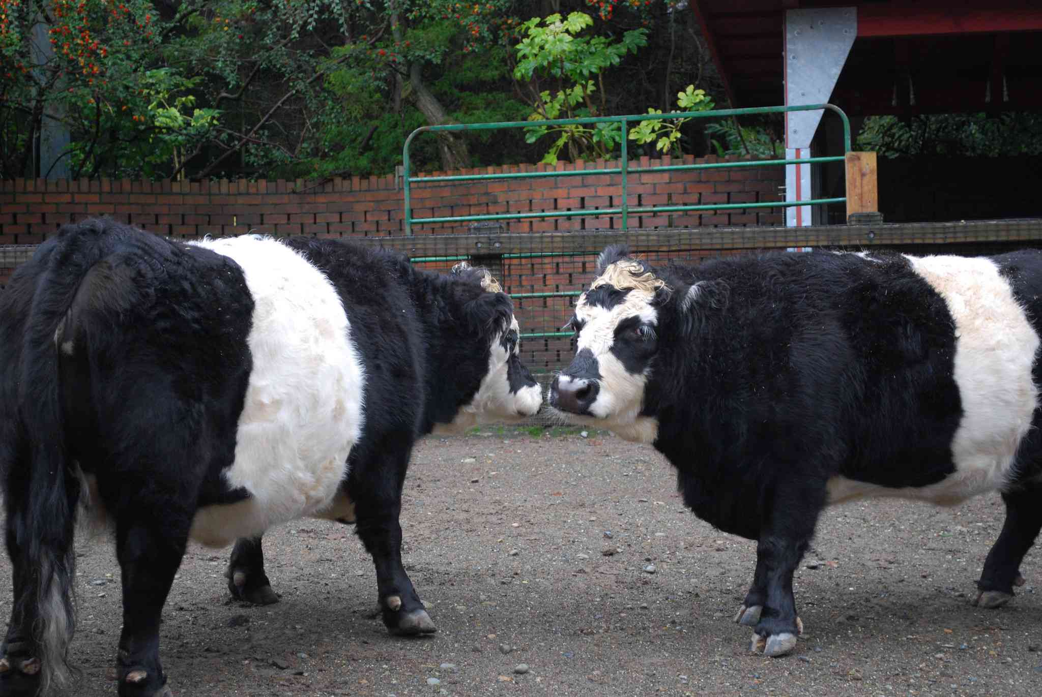 两头黑白相间的熊猫牛在围栏里互相嗅着对方＂width=