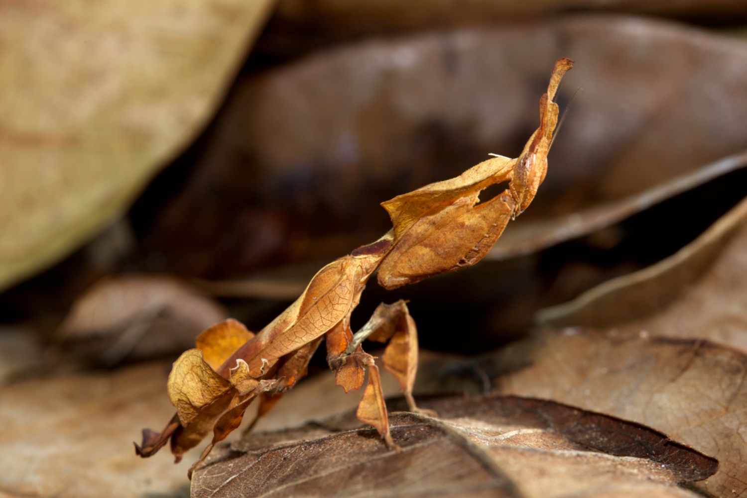 一只幽灵螳螂，看起来像一片干树叶，融入了棕色树叶的背景中。＂width=