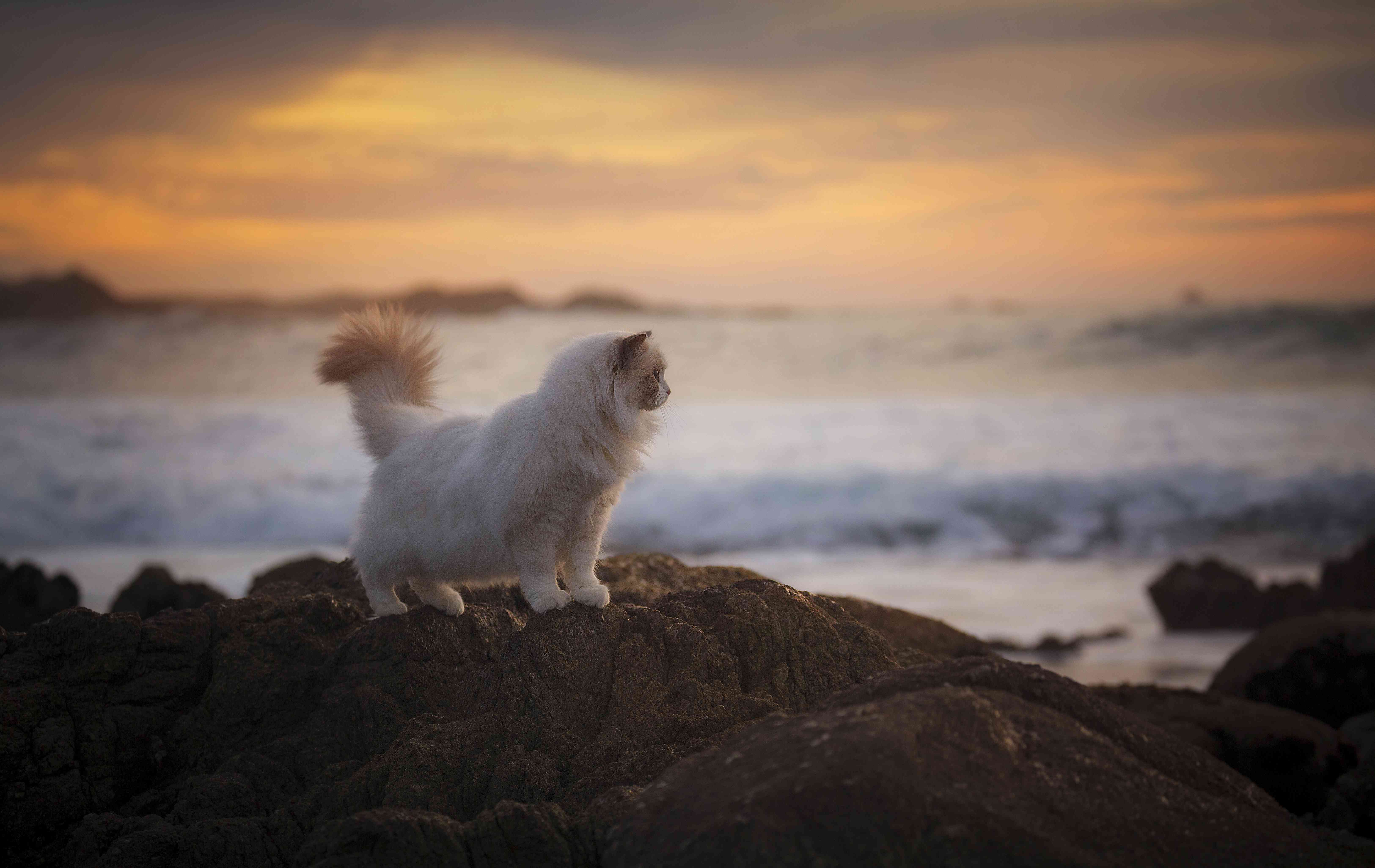 这只猫俯瞰着加利福尼亚蒙特雷的大海