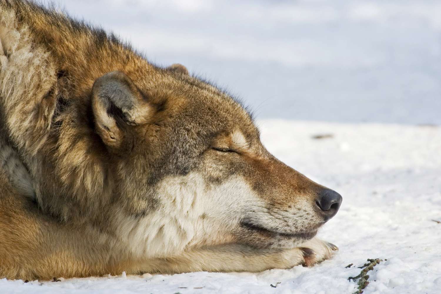欧洲狼(Canis lupus lupus)在冬天睡觉