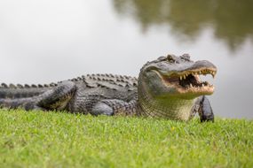 鳄鱼张着嘴站在草地上