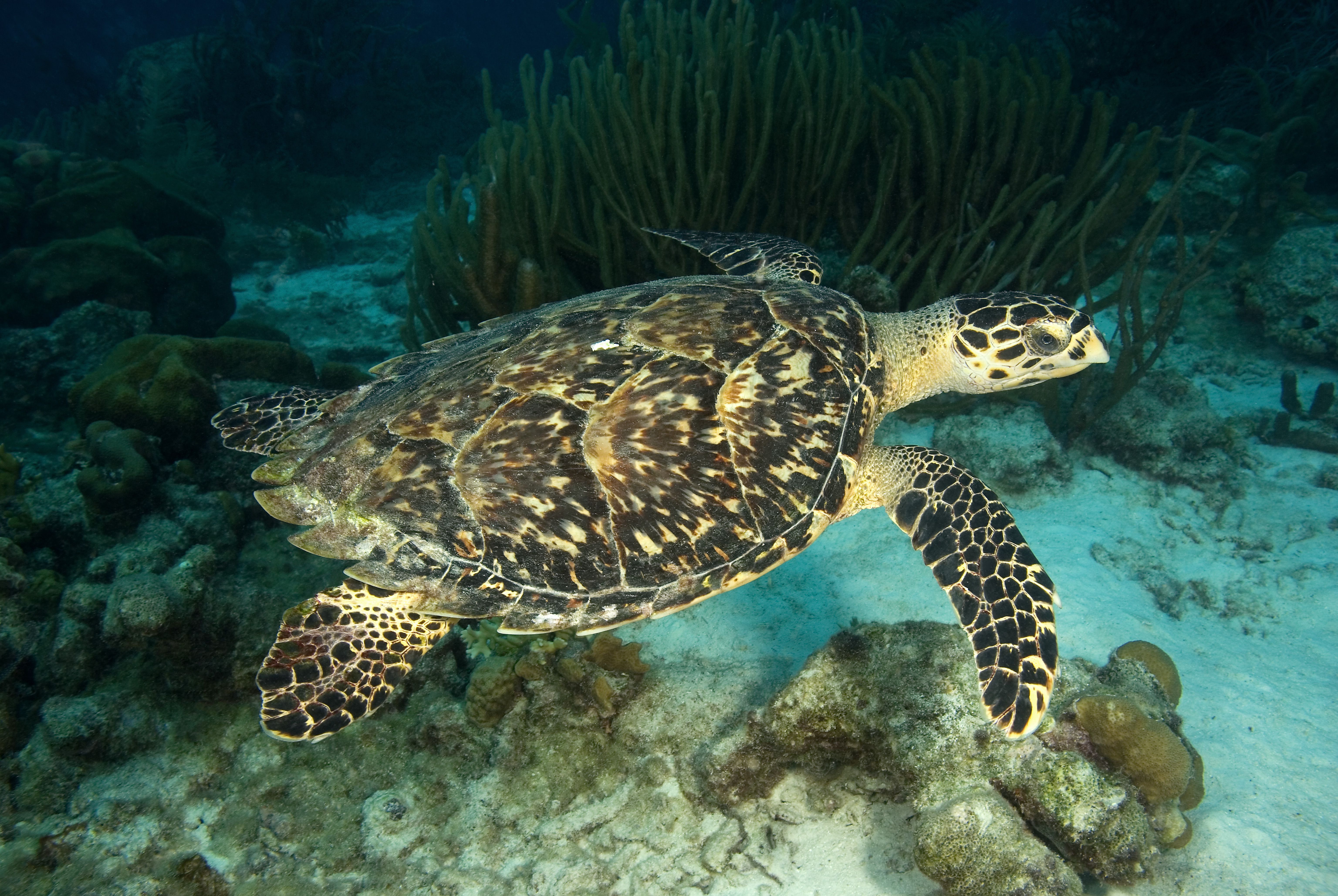 大型美丽的海龟，甲壳上有重叠的棕色斑纹，背部有锯齿，有大的鳍，可以游泳，在珊瑚礁中游泳＂width=