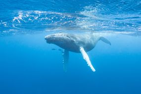 加勒比海座头鲸＂width=