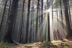 夫妇站立在太阳光芒刺穿高大的树的厚实的森林