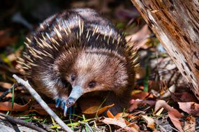 Short-beaked针鼹鼠(Tachyglossus aculeatus)