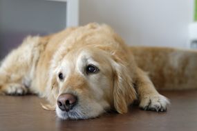 金毛猎犬躺在木地板