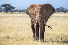 在安博塞利国家公园的草原上，一头公象的正面。