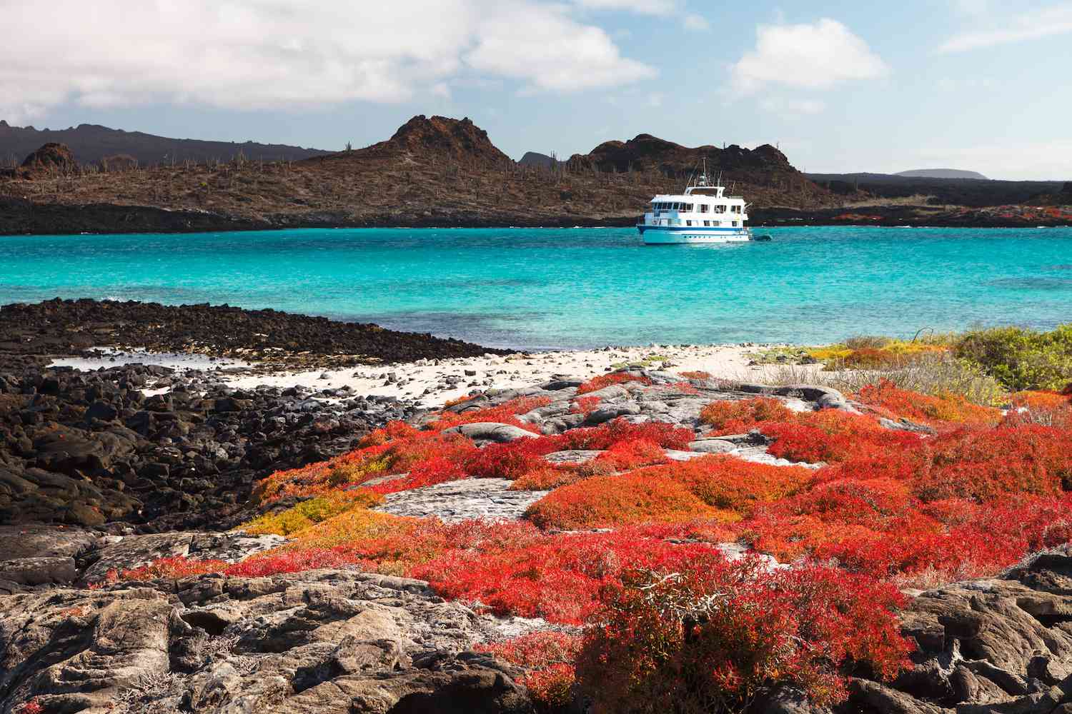 加拉帕戈斯群岛上的植物，背景是一艘游轮