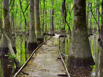 行走路径通过湿地Congaree国家公园与双方的柏树