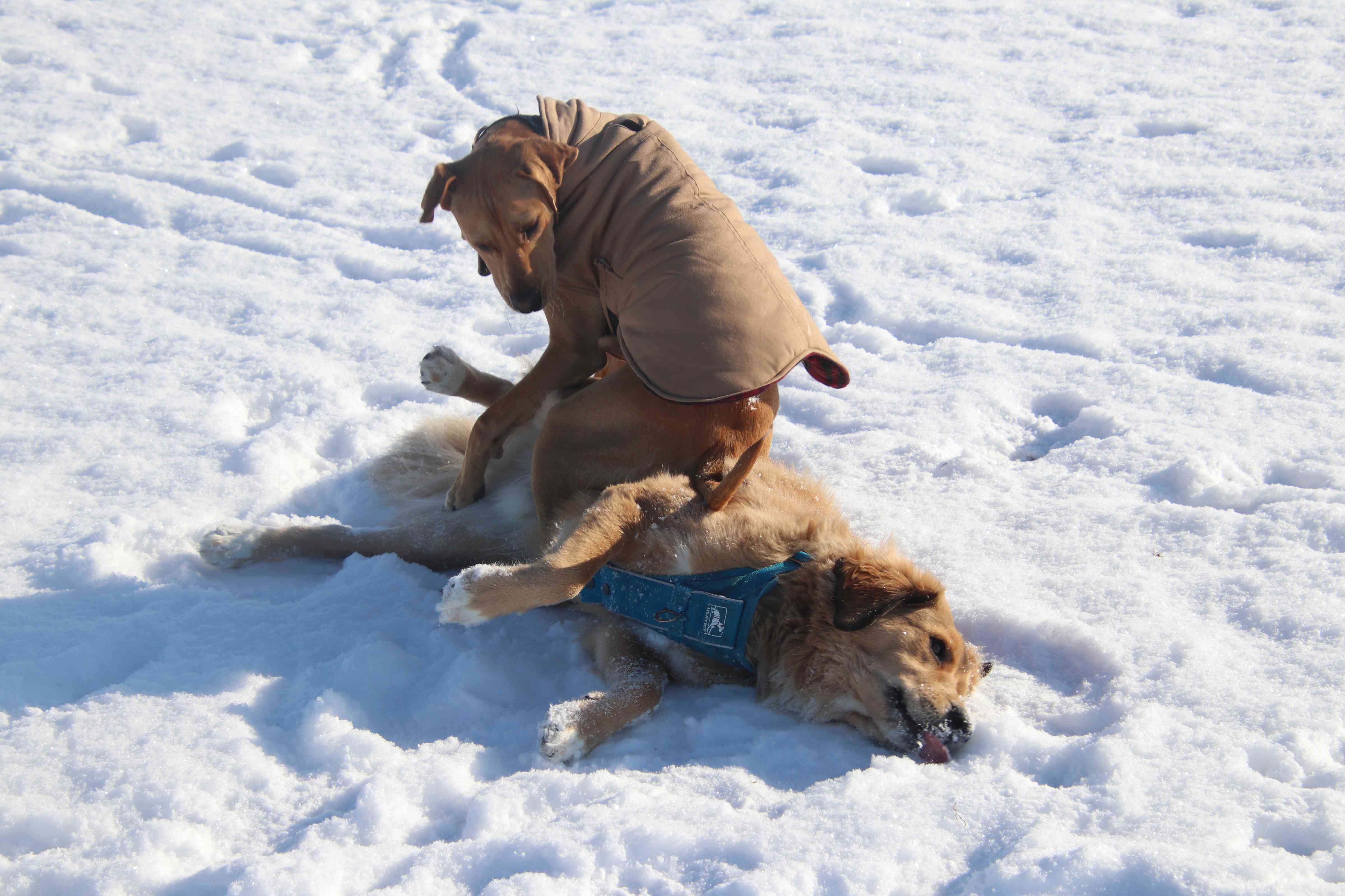 雪地里的狗坐在狗身上