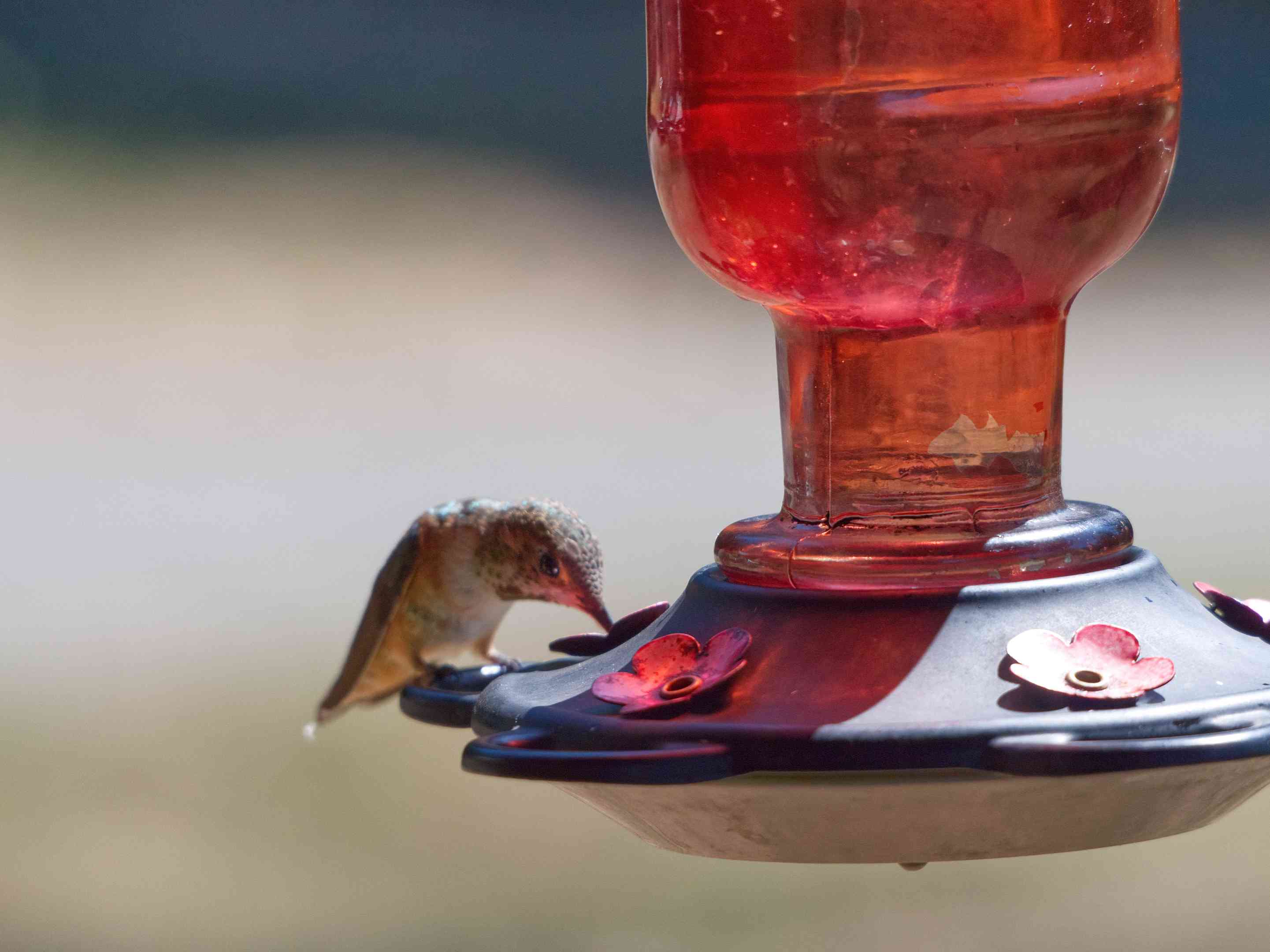 一只蜂鸟坐在红色塑料蜂鸟喂食器边上吃东西