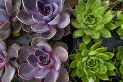 Echeveria紫菜植物在紫色和塑料盆中的绿色