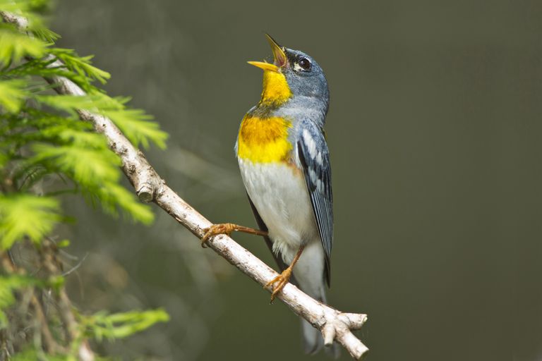 在繁殖地鸣唱的北方帕鲁拉雄鸟。