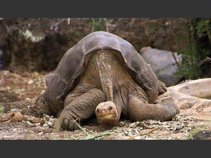 孤独的乔治·平塔巨大的乌龟躺下，伸开了脸＂width=
