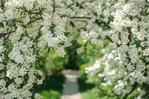 白色的花朵构成了背景的走道