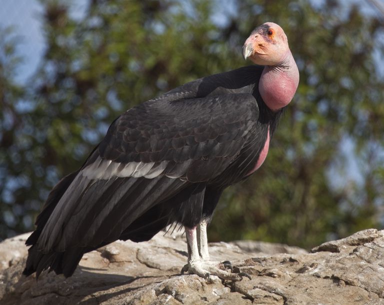 一只雄壮的加州秃鹰，橙色的头，黑色的羽毛站在岩石上。