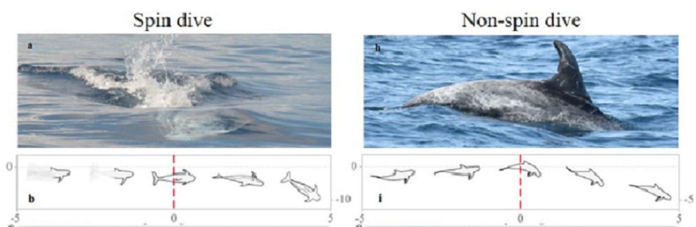 Risso的海豚使旋转潜水和非旋转潜水