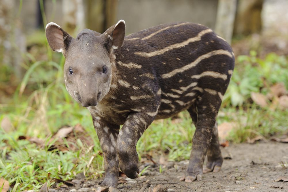 带有独特伪装标记的婴儿tapir