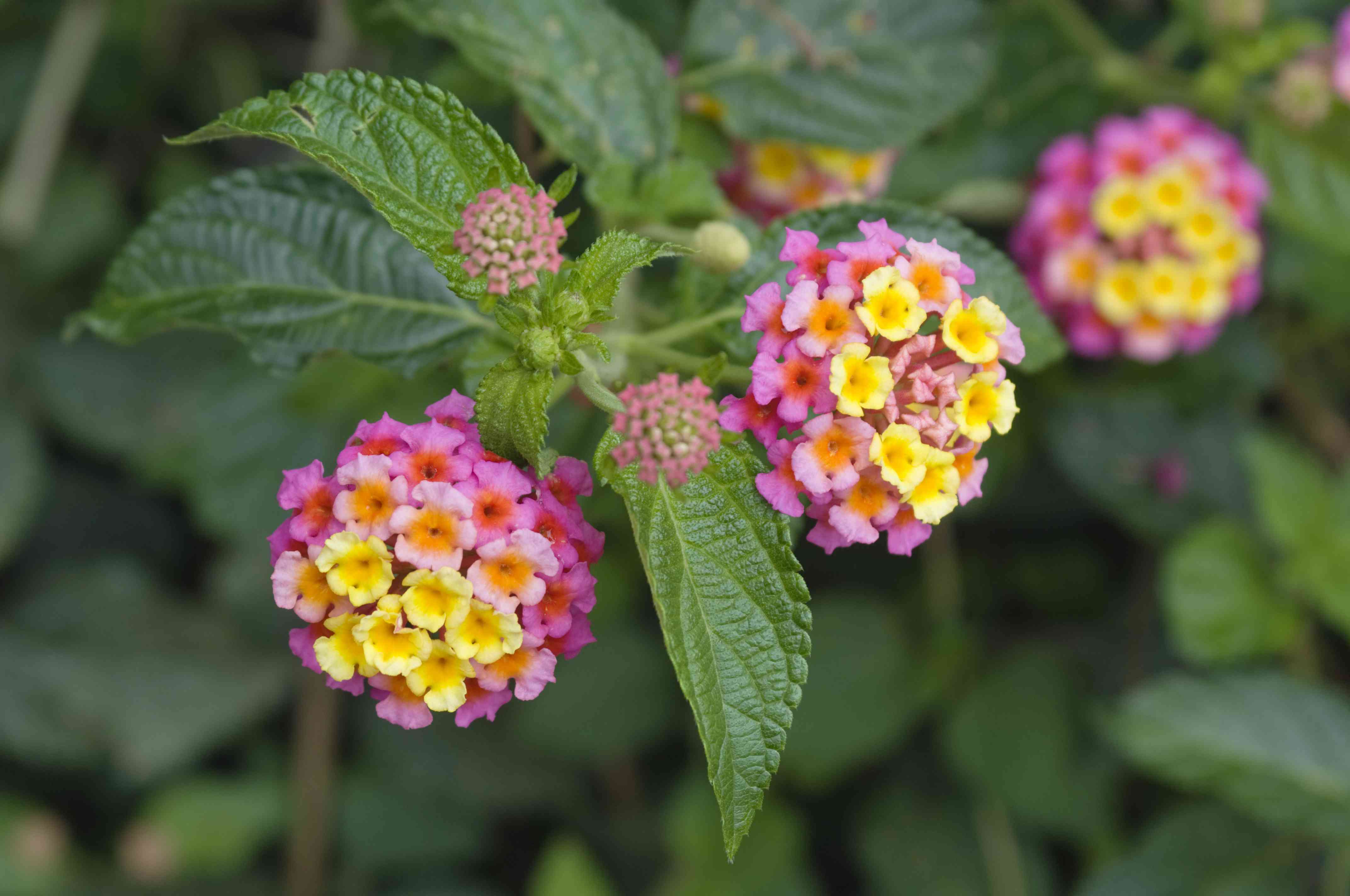 马樱丹属花墨西哥