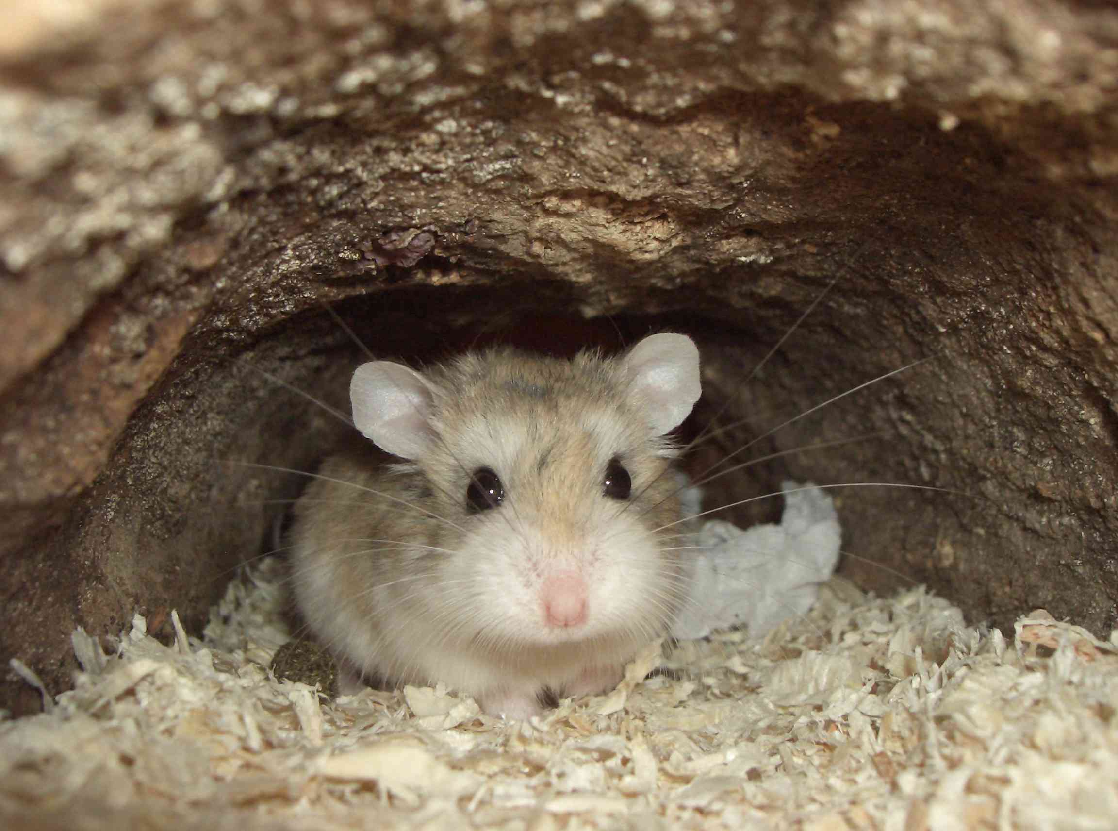 在洞穴的罗勒罗夫斯基仓鼠挖洞。“width=