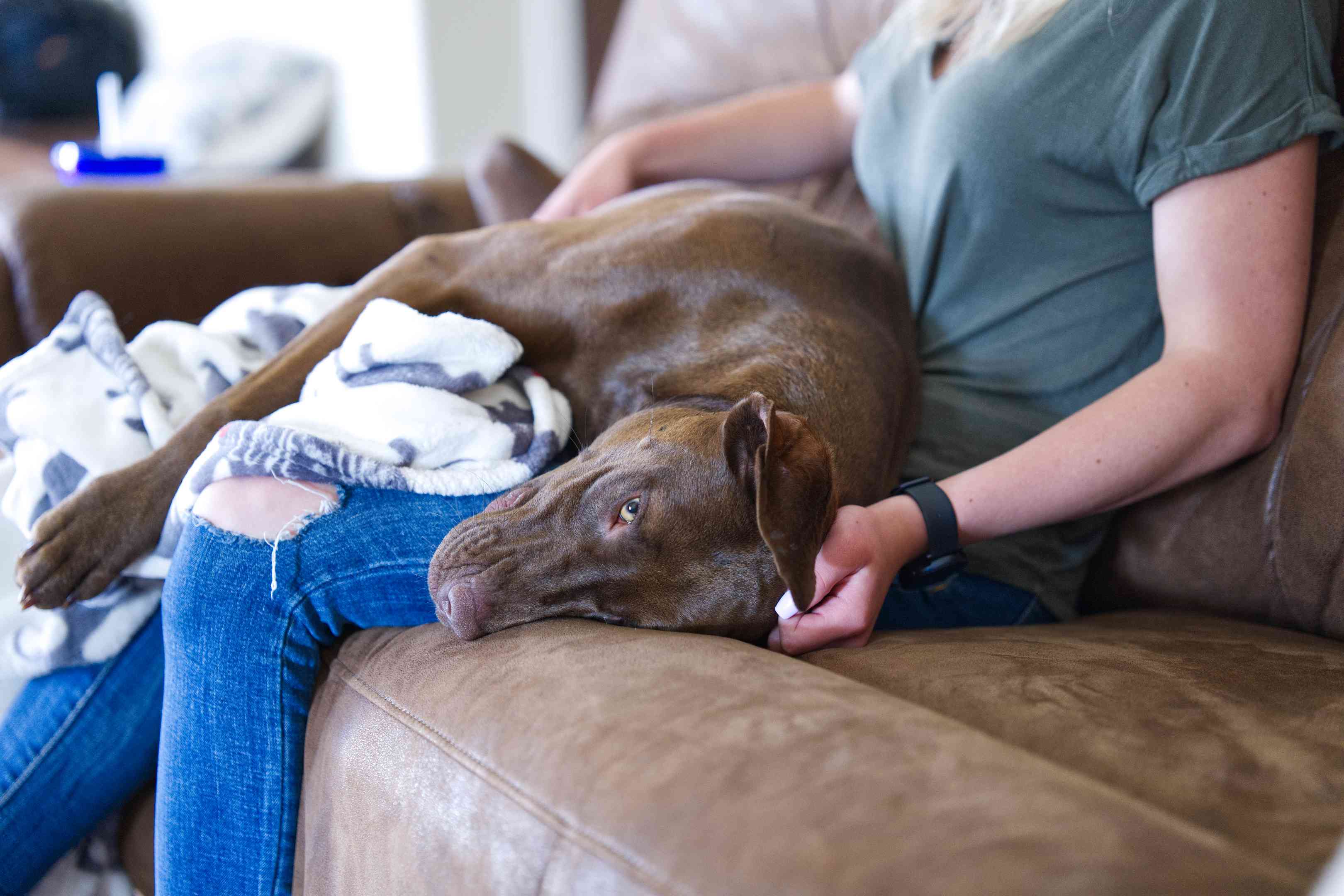 焦急的棕色实验室狗在所有者的膝盖上拥抱在棕色皮革沙发上“width=