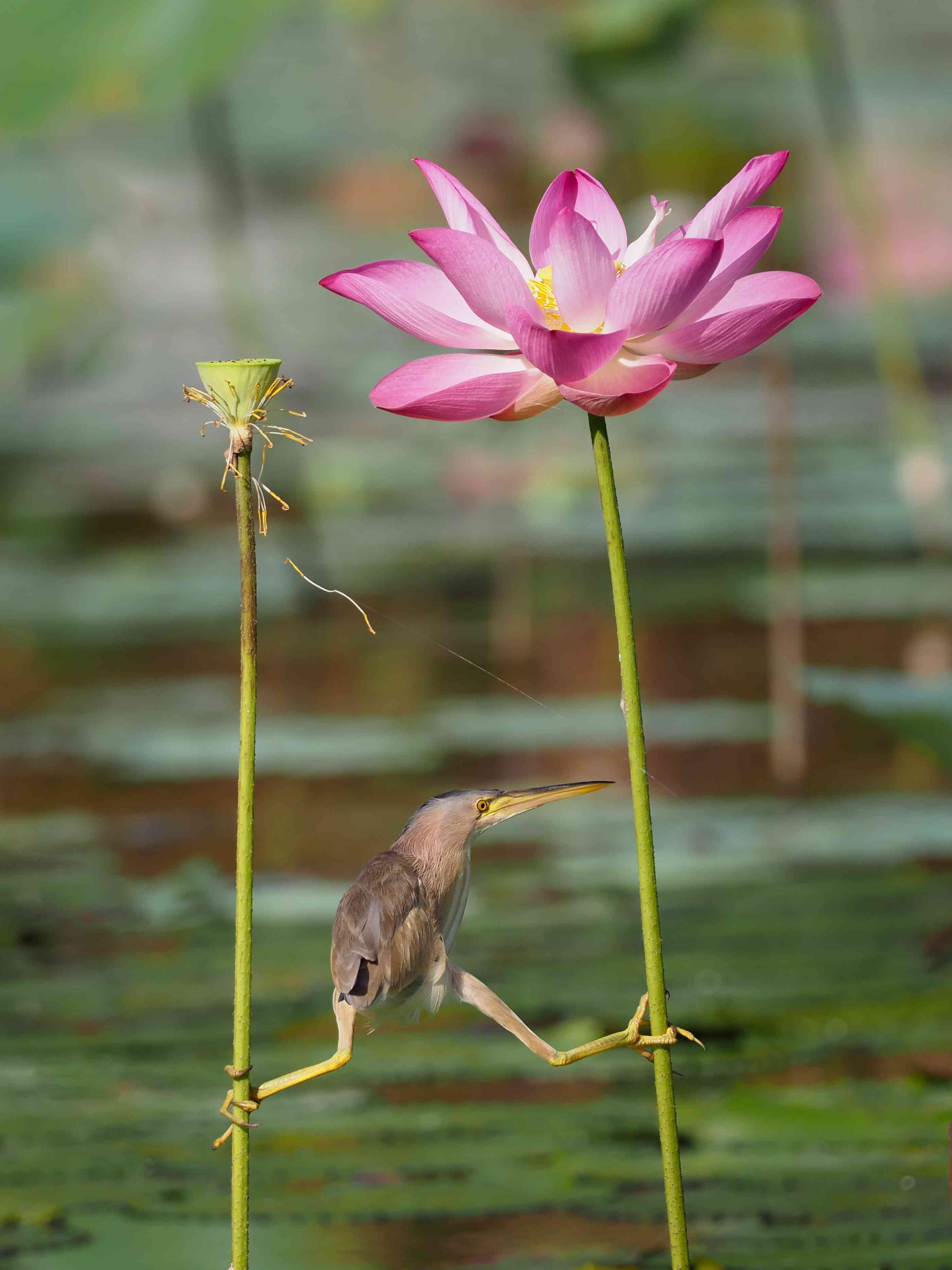 花茎上的卤水